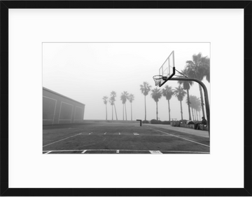 palms in fog