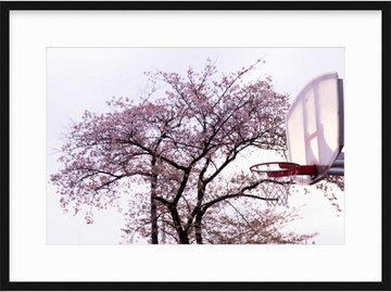 Cherry Blossom