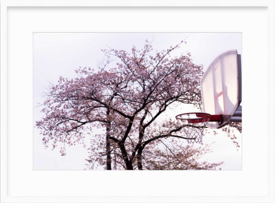 Cherry Blossom