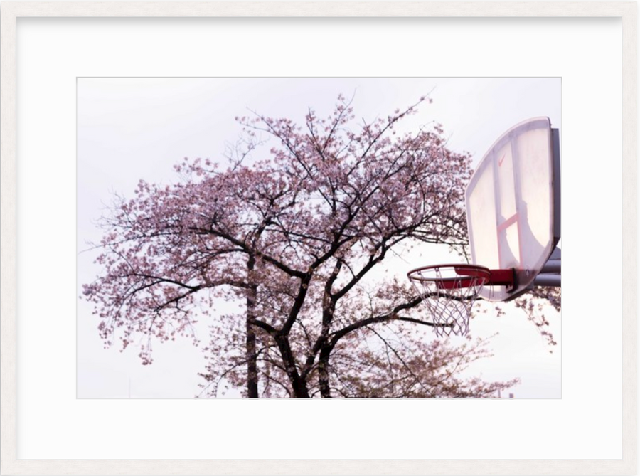 Cherry Blossom