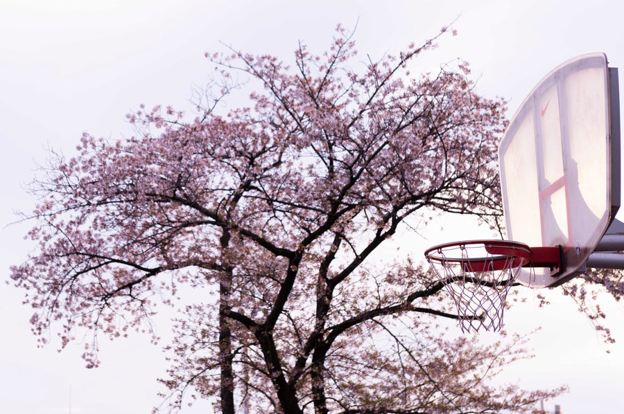 Cherry Blossom
